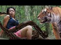 tiger run follow a girl survival from the snake