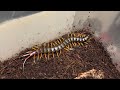 갈라파고스 자이언트 센티페드의 근황 | Scolopendra galapagoensis | Galapagos giant centipede | The biggest centipede