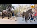 Aisa Badshah Zuljana Nay Banda Phank Diya 😱, World Biggest Horse, Sakhi Badshah, Hsn Entertainment
