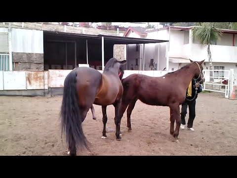 Quarter horse x Andaluz PART 2