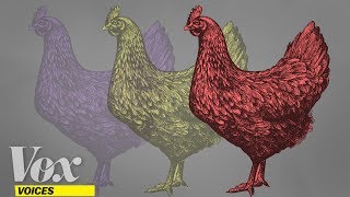 Want to save animal lives without going veg? Eat beef, not chicken.