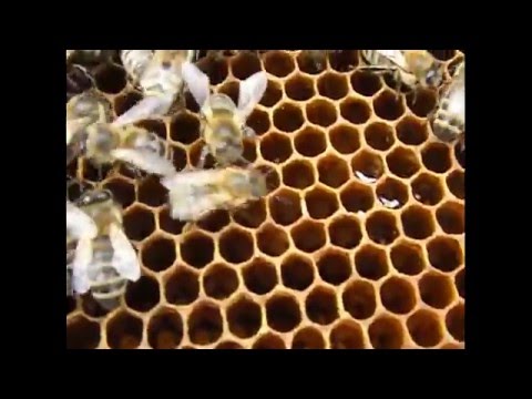 Есть плодная матка и как сделать отводок Есть плодная матка и как сделать отводок