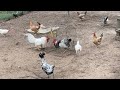 Introducing Chickens and Roosters to Chicken Flock