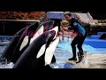 Apex predator | Favorite female orca edit