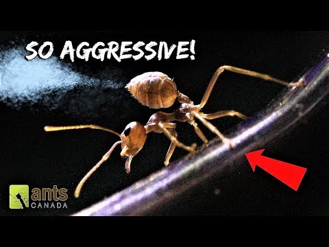 My New WEAVER ANTS Will Blow Your Mind