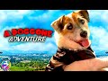 A DOGGONE ADVENTURE | Full Family Adventure Dog Movie