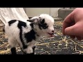 Baby goat making the cutest noise