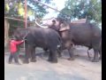 Download Elephant Mating 1 mp4 3gp mp3 videos - waplic