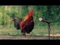 Funny Chicken Song and Rooster Dance 4 - Chicken Dance & Chicken Videos 2024 🐔 🐓