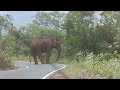 Encounter with Wild Elephant at Baralikaadu