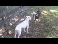 Goat vs pitbull :)