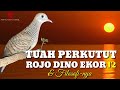 Filosofi & Tuah Perkutut Rojo Dino Ekor 12