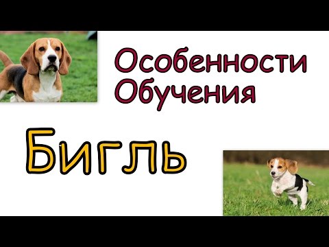 Воспитание бигля в домашних условиях
