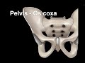 Pelvis  Osteology (Os coxa)