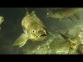 The Largest Carp in the World | Ganges | BBC Earth