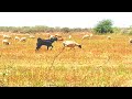 Sheep Vs Goat Meeting | Goat Bull