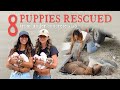 8 Puppies Rescued from Under Concrete Slab
