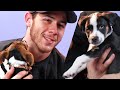 Nick Jonas Plays With Puppies (While Answering Fan Questions)