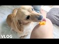 Woman gives fruit to a cute dog.