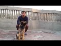 GERMAN SHEPHERD: A DOG LOVER'S INTRODUCTION