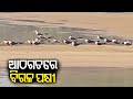 Indian Skimmer lays eggs along Mahanadi river banks || KalingaTV
