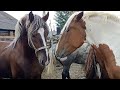 Mares meet a stallion First Time ।  Vídeos de cavalos