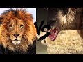 Download TOP 10 BATALII FIOROASE ÎNTRE ANIMALE !!! LEI, TIGRI, LUPI, CROCODIL, ELEFANT, HIENA, JAGUAR ... mp4 3gp mp3 videos - waplic