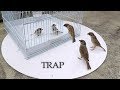 Can we catch bird with cage? - cage bird trap