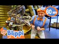 Blippi's Zoo Adventure: Feeding and Playing with Animals! - Blippi | Educational Videos for Kids