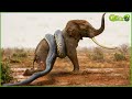 30 Moments Stupid Python Hungry with the Wrong Rival, What Happens Next? | Wild Animal Hunting Epic
