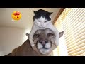 Try Not To Laugh Dogs And Cats 😁 - Best Funniest Animals Video 2024 - Part 38
