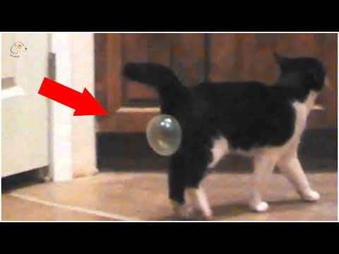 AWW SO FUNNY😂😂 Super Dogs And Cats Reaction Videos 17