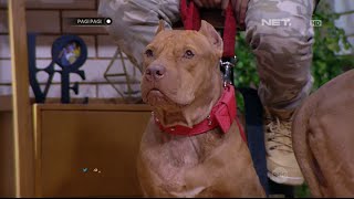 Full Hd Anjing Pitbull Direct Download And Watch Online