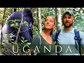 GORILLA Trekking Uganda 🦍