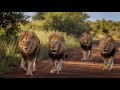 Is this the Most Impressive Lion Coalition in The Kruger National Park?