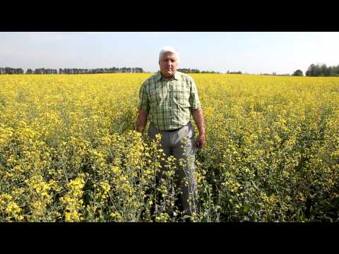 технология выращивания люпина белого видео технология выращивания люпина белого видео