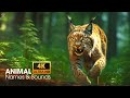 ANIMAL 4K VIDEO ULTRA HD WITH NAMES & SOUNDS