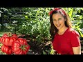 How to grow tomatoes that taste AMAZING | Home Gardening: Ep. 6