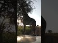 This was amazing day, a Giraffe stopped Lion View Tours Tourist for photos and offers a free show