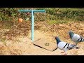 Download Easy Bird Trap Using Blue Pipe Cardboard and a Apple Fruit mp4 3gp mp3 videos - waplic