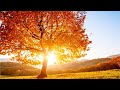 Beautiful Relaxing Hymns, Peaceful Instrumental Music, "Golden Autumn Morning Sunrise" By Tim Janis
