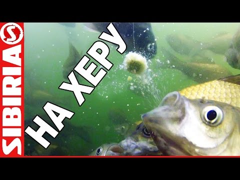 ловля на снасть херабуна ловля на снасть херабуна