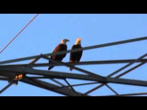 Wild Bald Eagles Mating Video Mp4 Flv Hd Videoracy Com Alaska Bird Rescuer Cindy Palmatier Won 39 T Know For A Month If The Eagle That Plunged Into Snow While Clutching Her Mate Will Ever Fly Again