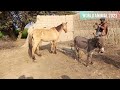 full video excellent horse and donkey meeting