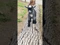 Baby Pygmy goats are the best! Running! #pilgor #goatsimulator #goat