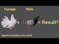 pigeon breeding cross result #fancypigeon #pigeon