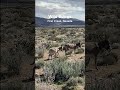 Wild Burro herd in Red Rock Canyon, Nevada