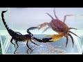 Crab vs Scorpion Underwater - Caranguejo vs Escorpião