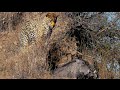Leopard Catches Warthog in its Burrow - Stealth at its Best!