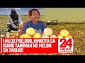 Halos P80,000, kinikita sa isang taniman ng melon sa Taguig! | 24 Oras Weekend Shorts